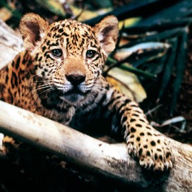 Jungle Cat 2